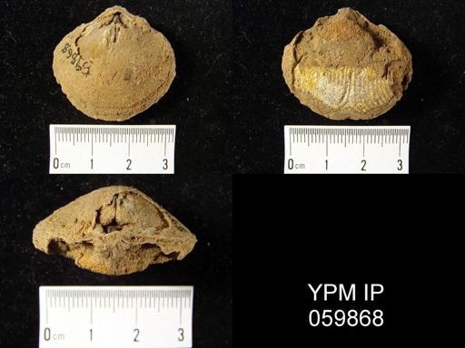 Meristella lata