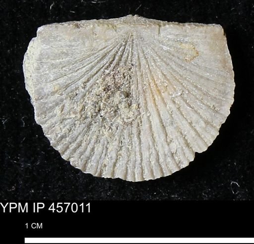 Stropheodonta sp.