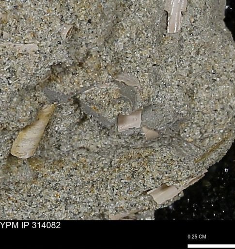undet. Scaphopoda