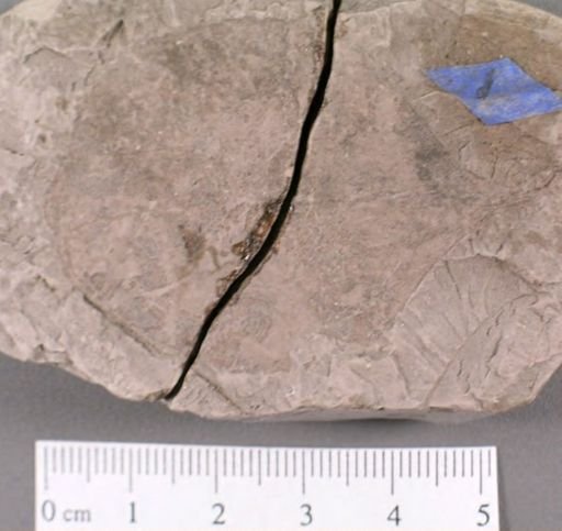 Celastrophyllum crenatum