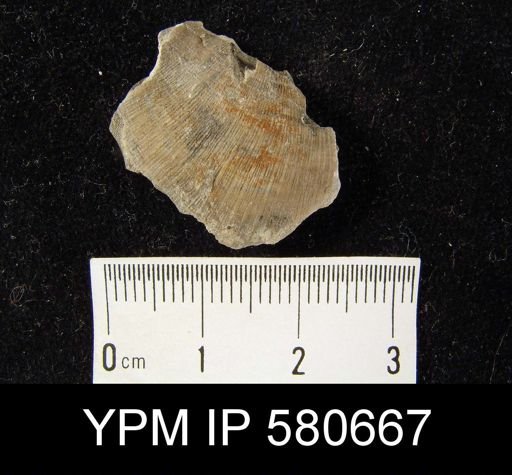 undet. Strophomenida