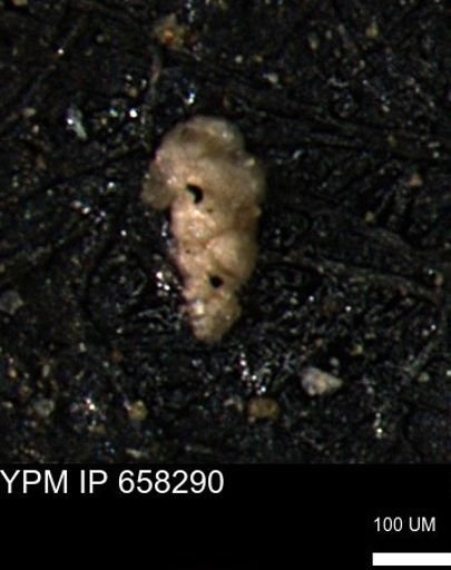 Verneuilinoides kansasensis