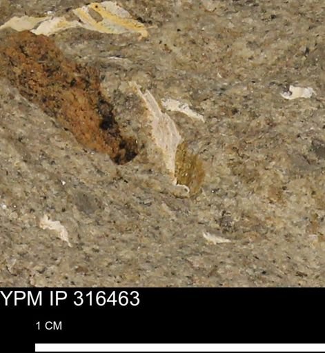 undet. Mollusca