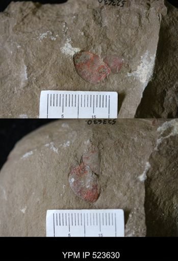undet. Aglaspida