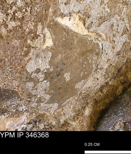 undet. Mollusca