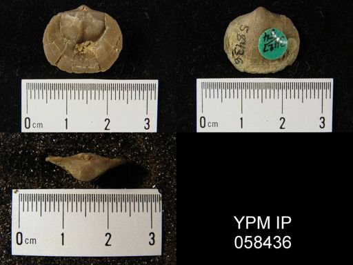 Dalmanella subcarinata