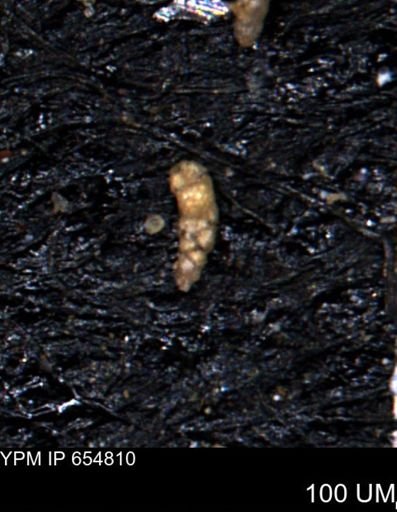 Verneuilinoides kansasensis