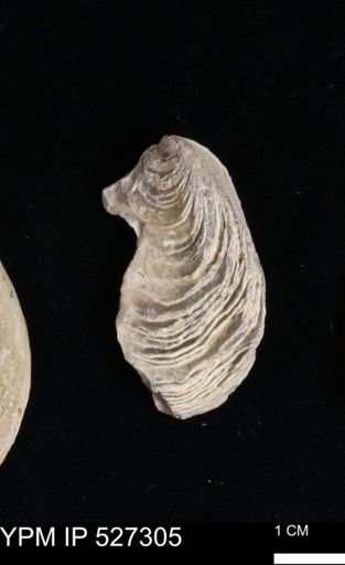 Gryphaea mucronata
