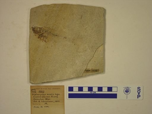 Diplomystus analis