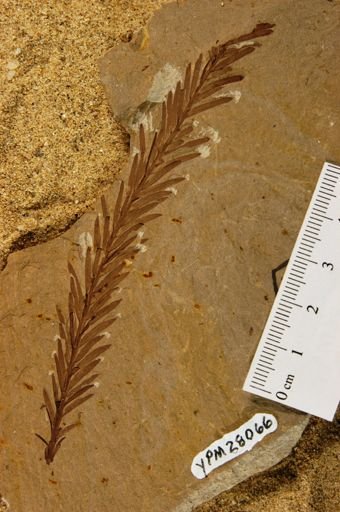 Sequoia affinis