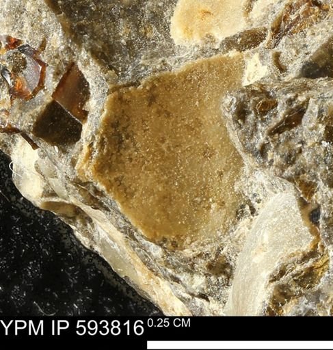Ammonoidea?; undet
