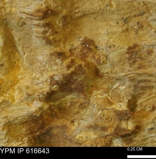 Teredo sp.