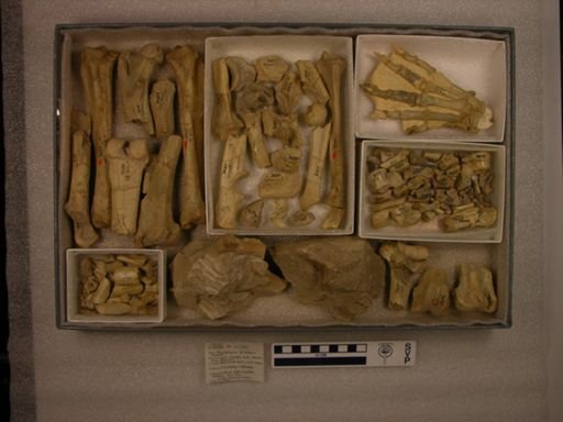 Hoplophoneus insolens