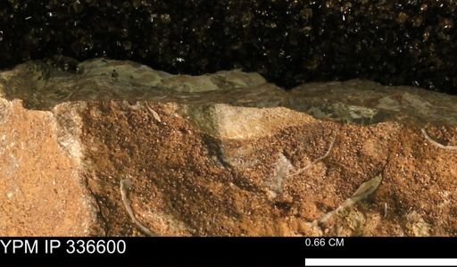 undet. Scaphitidae