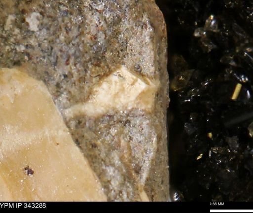 undet. Bivalvia