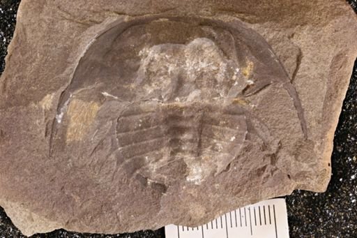 Euproops danae