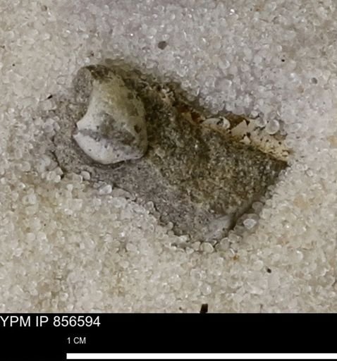 Limopsis striatopunctatus