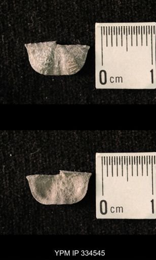 Mesolobus striatus