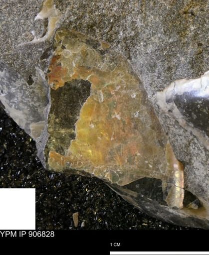 undet. Mollusca