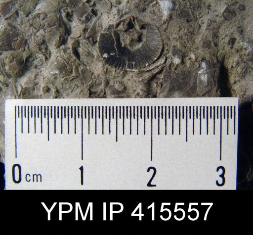 Dalmanella sp., Leptaena unicostata, Zygospira recurvirostra