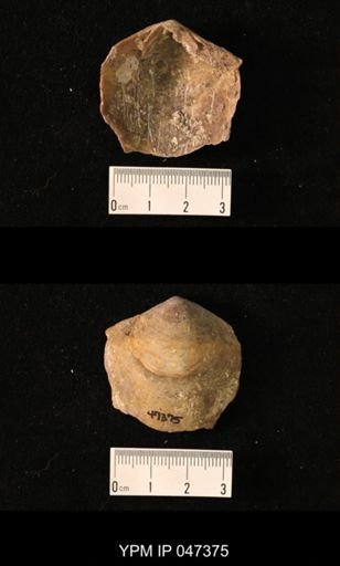 Terebratula maxima