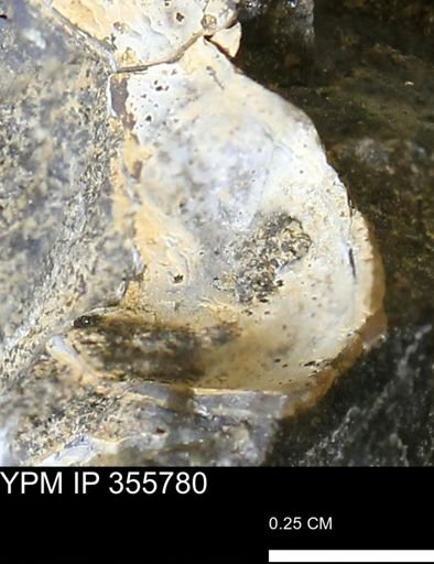 undet. Scaphitidae