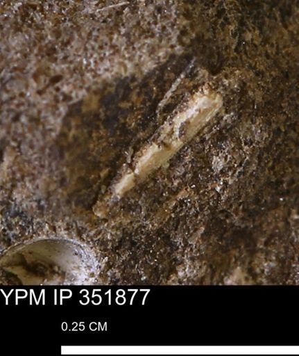 undet. Mollusca