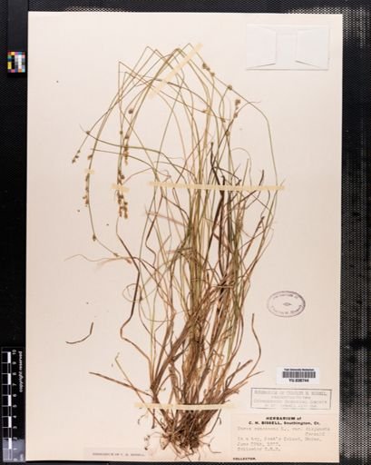 Plantae