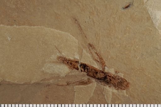Gryllidae