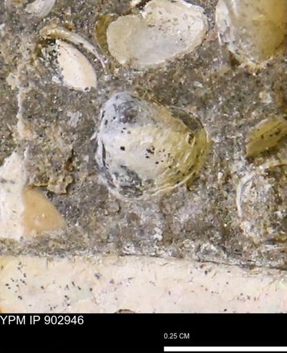 Corbulamella gregaria