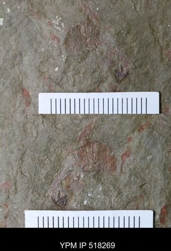 Thelxiope sp.