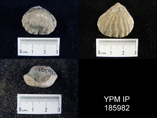 Meekella striatocostata