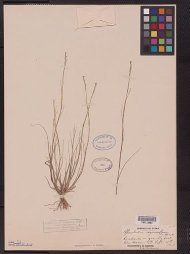Sporobolus vaginiflorus