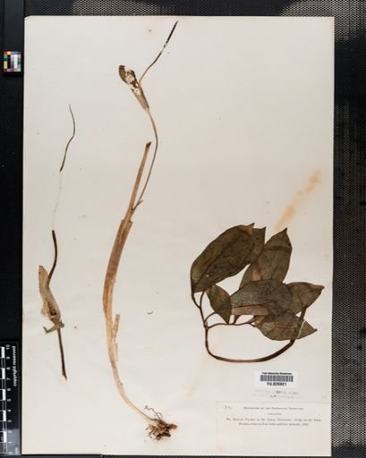Arisaema