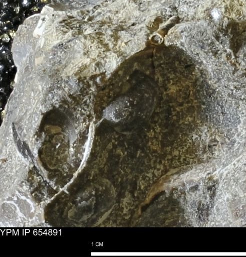 Protocardia