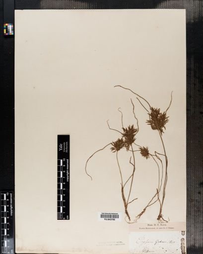 Cyperus polystachyos