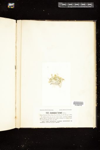 Acetabularia farlowii