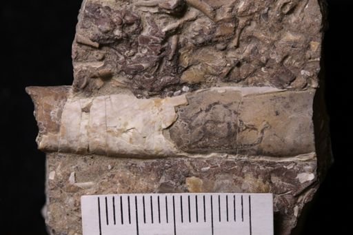 Baculites sp.