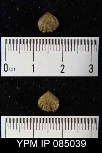 Stegerhynchus whitei?