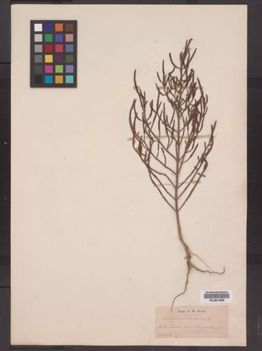 Salicornia europaea