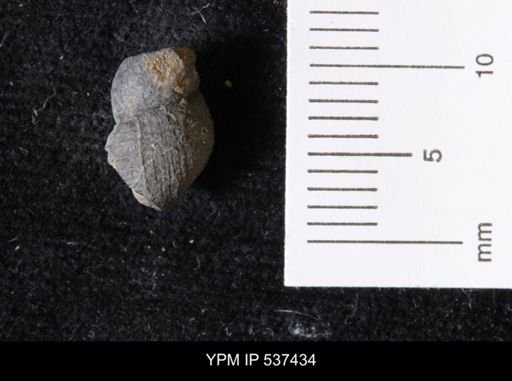 Goniobasis ortmanni