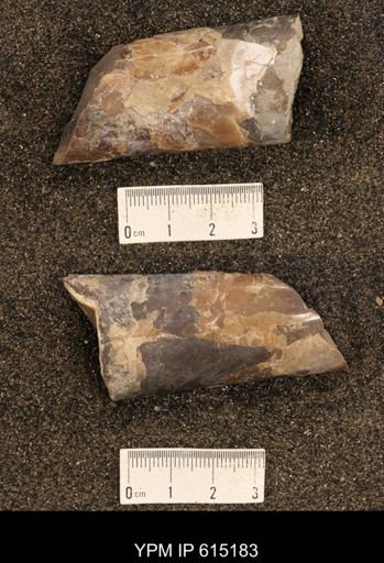 Baculites sp.