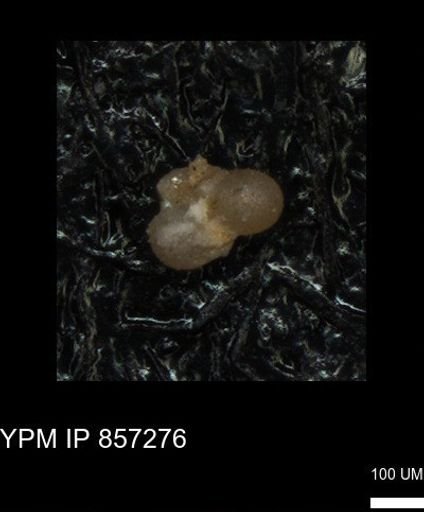 undet. Foraminiferida