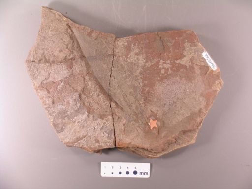 Andromeda eolignitica