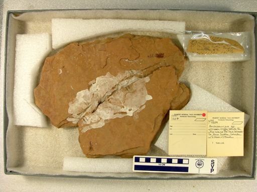 Anchisauripus