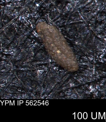 Foraminiferida?