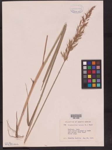 Sorghastrum nutans