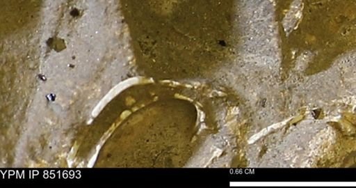 Limopsis striatopunctatus