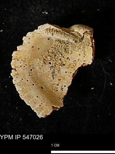 Scapharca transversa