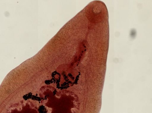 Dicrocoelium dendriticum